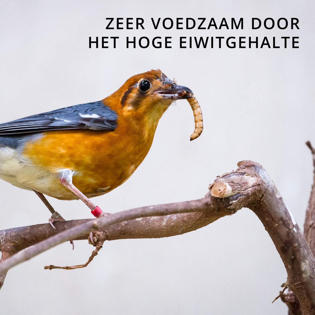 Meelwormen Gedroogd – 10 kg (60 liter) – Natuurlijk Diervoeder