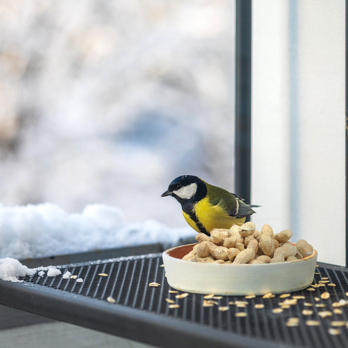 Doppinda's voor vogels - Ongepelde Pinda's voor Tuinvogels en Eekhoorns
