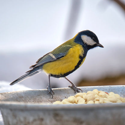Gepelde Witte Pinda’s Olierijk – 5 kg – Voor Vogels en Eekhoorns