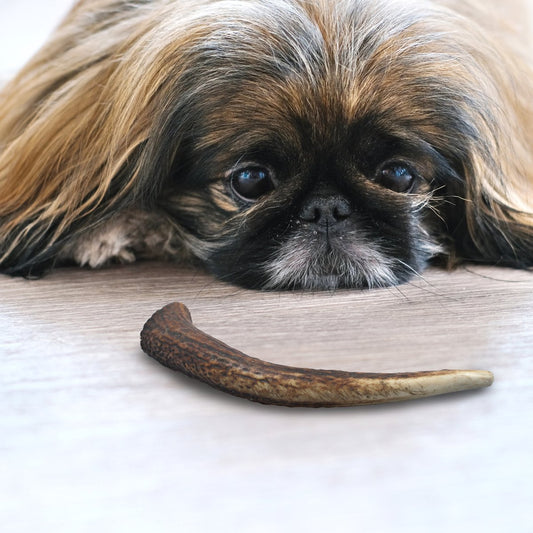 Edelhertengewei – 100% Natuurlijk Kauwbot voor Honden – Maat XS t/m XXXL