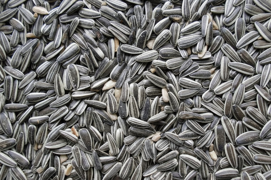 Zonnebloempitten Gestreept – 10 kg – Voor Tuinvogels en Eekhoorns